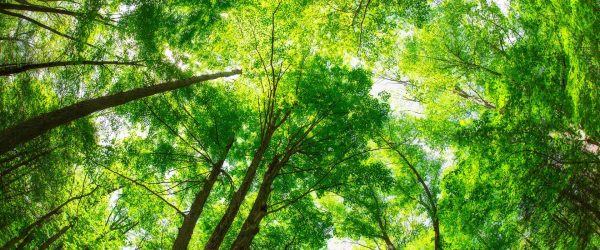 Ingenu RPMA White Paper Downloads