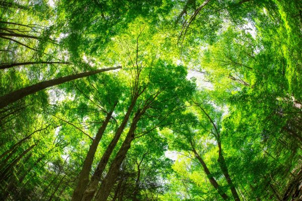 RPMA download white papers