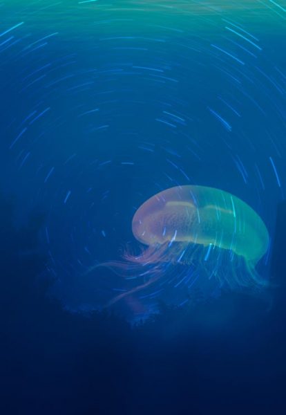 How RPMA Works White Paper