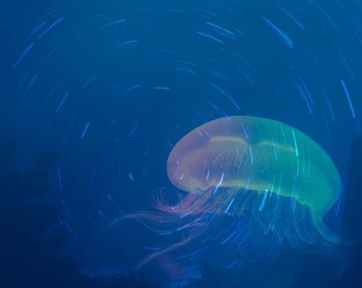 How RPMA Works White Paper