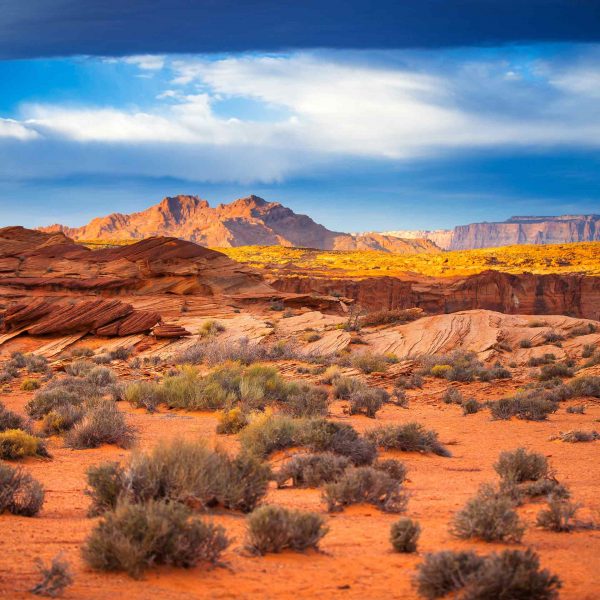 The Machine Network in Phoenix