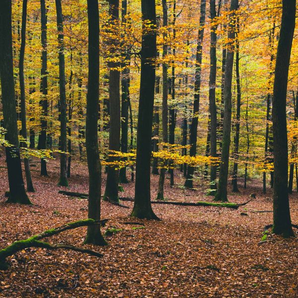 Wireless Data in Raleigh